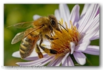5305 Apis Mellifera