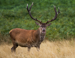 Red Deer 1