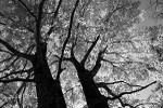 Autum portfolio