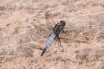 Black Tailed Skimmer.