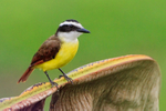 Great Kiskadee perched on a palm leaf at Leaves and Lizards Retreat