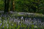 Bluebell wood, Snowdonia