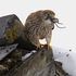 Kestrel eating a mouse