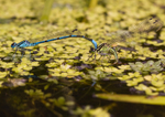 Azure Damselfly - Coenagarion puella RPNP0014