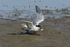 Common Tern