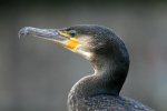 Double-crested Cormorant _AGT017
