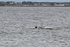 Bottlenose Dolphin