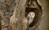 Barn owl