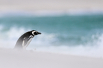 Magellanic Penguin approaches sea, Falklands