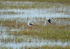 Black-winged Stilts