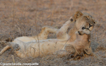 Mother and cub playing