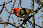 Red-headed Weaver