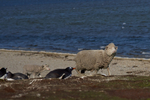 Sheep passing a penguin colony