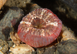 Capnea sanguinea