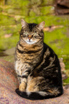 Cat domestic-2523