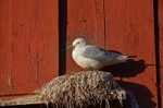 Kittiwake