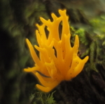 Calocera