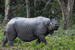 Rhino