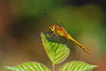 Ruddy Darter