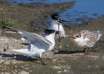 Sandwich Tern 2