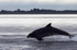 CHANORY DOLPHIN 2026 37