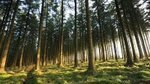 Bellever Wood