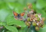 Small Copper