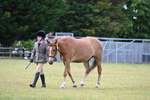 Class 5 Handsome Gelding in hand portfolio