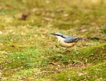 Nut Hatch