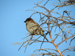 Tree Sparrow