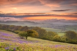 z2712 Bluebell Sunset Ventnor Down