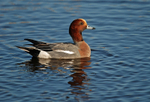 Wigeon
