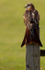 RED KITE 3