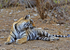 Royal bengal tiger - 8