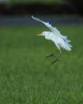 Cattle Egret landing on grass, Kauai