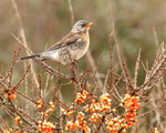 Fieldfare portfolio