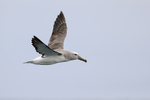 Salvin's Albatross flying, Pacific Ocean, Chile