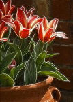 Tulip Tub