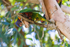 Lorikeet eating paperbark 3 0A3A4507