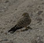 Greater Kestrel with bird