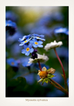 Myosotis sylvatica
