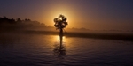 Enlightened Tree