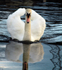 Nelson Swan1