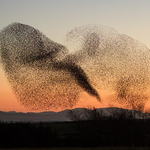 Starlings