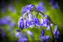 Bluebells