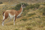 Guanaco