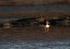 SBW015: Oystercatcher Front