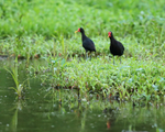 Wattled Jacana portfolio