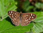 Speckled Wood