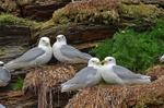 Kittiwakes
